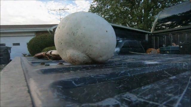 How to Identify Wild Edible Giant puffballs #wildedibles смотреть онлайн