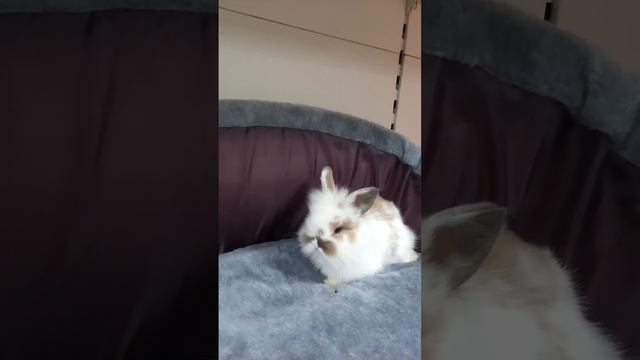 #кролик львиная головка смотреть онлайн