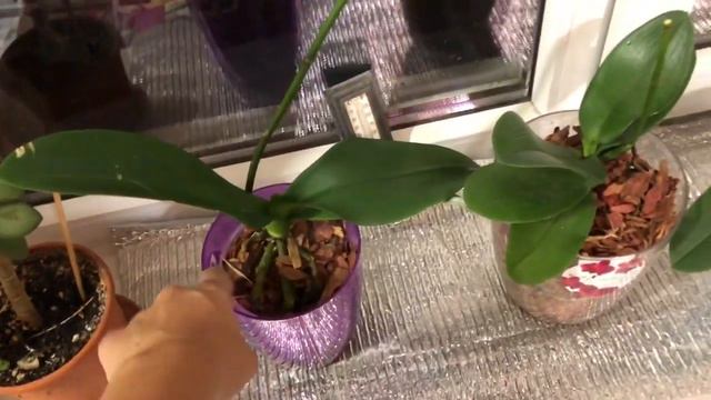 Орхидеи с уценкой часть 2 смотреть онлайн