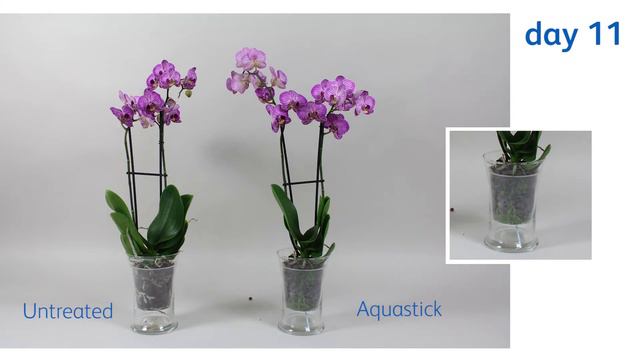 The effect of Chrysal Aquastick on potted Phalaenopsis смотреть онлайн