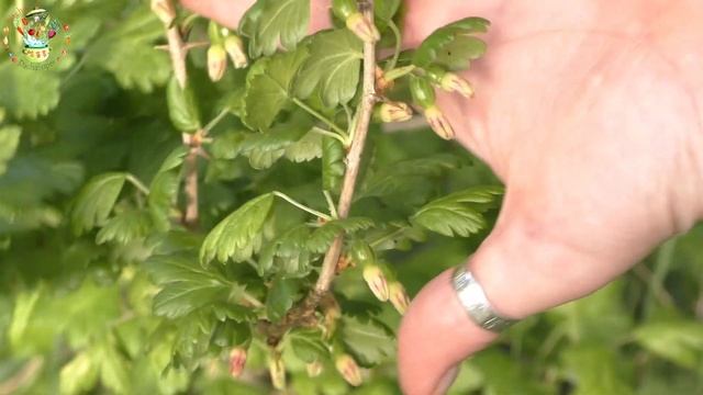 Дачный обзор. Собрали редис, посадили картошку. 15 мая 2021 смотреть онлайн