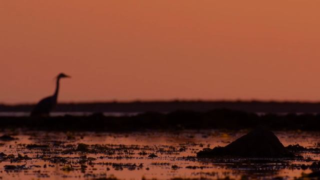 Grey Heron "Ardea cinerea", April 2020 смотреть онлайн