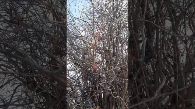 #бузина из этого дерева сделана палочка #Дамблдора ?♂️ #гаррипоттер (растёт в огороде)