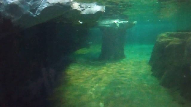 ВОРОНЕЖСКИЙ ОКЕАНАРИУМ смотреть онлайн