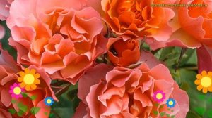 Роза флорибунда жан кокто. Краткий обзор, описание характеристик, где купить rosa Jean Cocteau