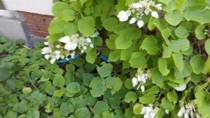 схизофрагма гортензевидная schizophragma hydrangeoides