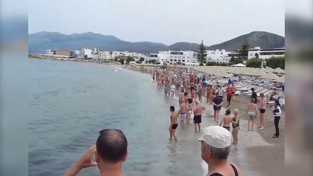 Нападения белых акул