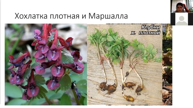 Эфемеры и эфемероиды