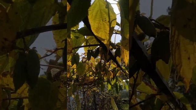 Полигамная актинидия смотреть онлайн