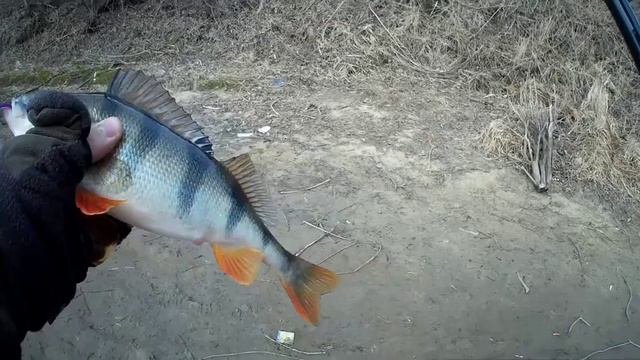 Москва река. рыбалка под Бронницами. Спиннинг. Окунь смотреть онлайн