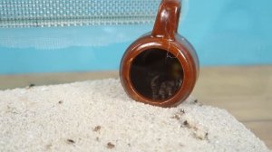 ЧТО ЕСЛИ ТАРАНТУЛ И ТАРАКАН ОКАЖУТСЯ В ЛАБИРИНТЕ?