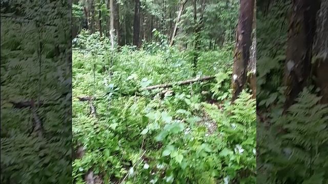 Что можно увидеть в Ржевских лесах даже если у вас нет металлоискателя смотреть онлайн