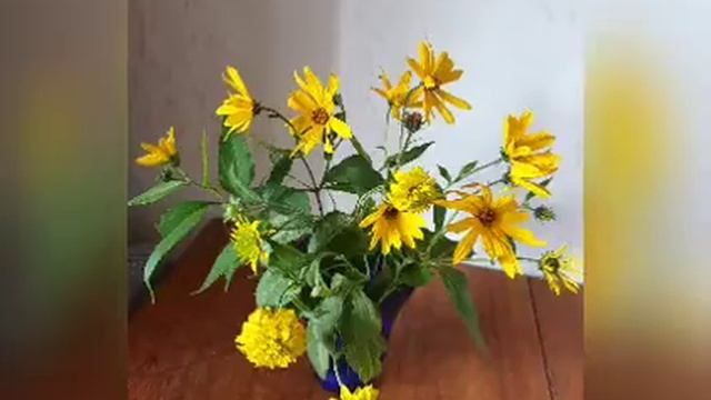 Урожай на столе! смотреть онлайн