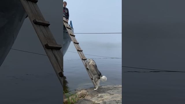 Smart Husky Climbs Ladder To Board Boat With People. смотреть онлайн