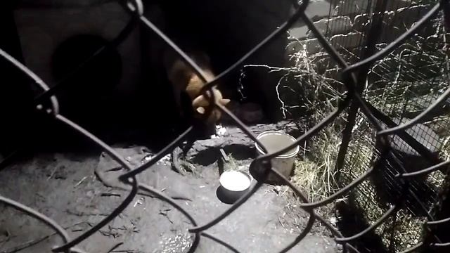 Чем кормить собак смотреть онлайн