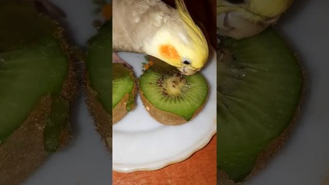 Parrot eating kiwi// Попугай ест киви? смотреть онлайн