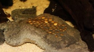 Лягушата живут в её СПИНЕ! Суринамская пипа.