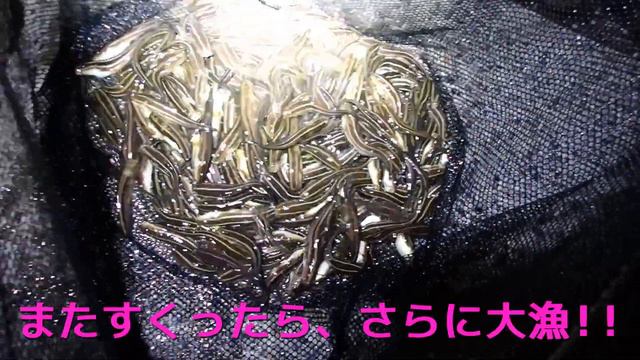 夜の海はヤバい生物ばかりだった【ガサガサ】　　有毒生物　深夜の漁港 смотреть онлайн