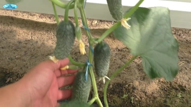 Арктика. Первый урожай!!!