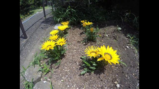 GAZANIA Time lapse 20160529 смотреть онлайн
