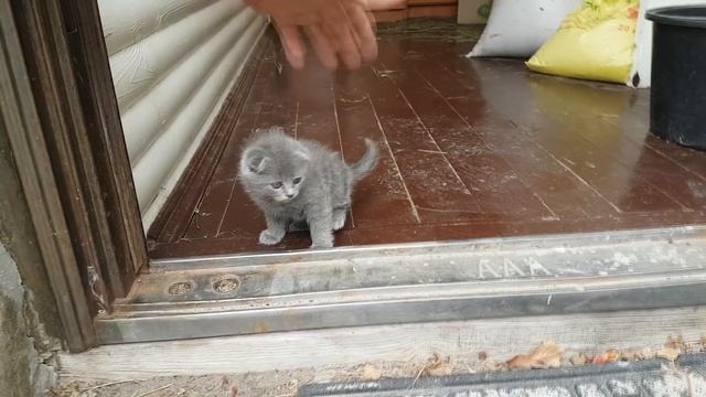 КОРОЧЕ ГОВОРЯ Я РОДИЛСЯ (котёнок от первого лица) История одной жизни смотреть онлайн