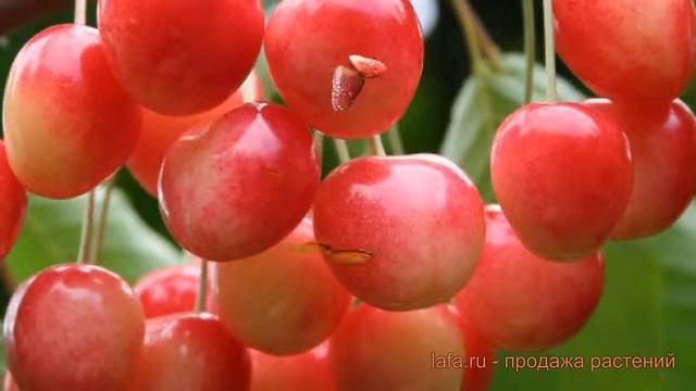 Черешня обыкновенный Медуница (chereshnya-medunitsa) ? обзор: как сажать, саженцы черешни Медуница смотреть онлайн