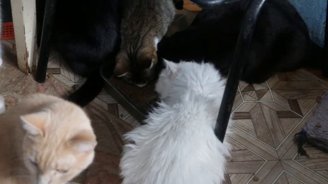 Приют для брошенных животных в Тюмени смотреть онлайн