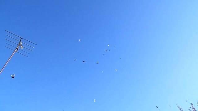 голуби Донбасса г.Родинское минус 1,второй подьем. смотреть онлайн