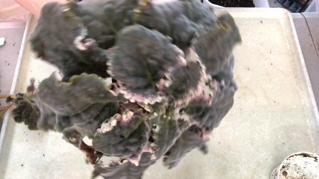 ФИАЛКИ. Работа с розеткой после цветения. What to do with African Violet after blooming смотреть онлайн