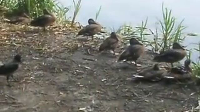 Ворона ругает спящих уточек смотреть онлайн