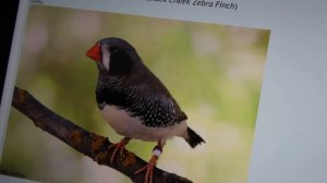 Разновидности зебровых амадинов , каких окрасов они бывают ?