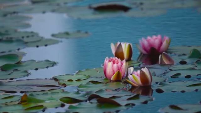 Meditation Music Lotus Музыка для медитации Лотосы