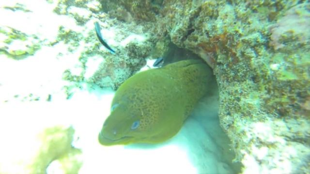 Bora Bora 2013 - Aquabike Adventure ! смотреть онлайн