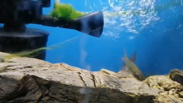 Водрослеед GlowFish - новый милый обитатели аквариума смотреть онлайн
