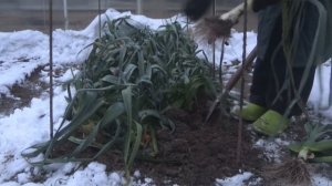 Лук порей - выращивание и уход. Когда убирать и как хранить лук порей в домашних условиях.