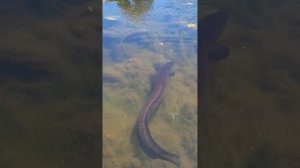 мурена или угорь?