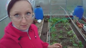 Видео привет с 6 соток. Мир, труд, май. Перец посадила. 30 апреля - 1 мая 2023 года.