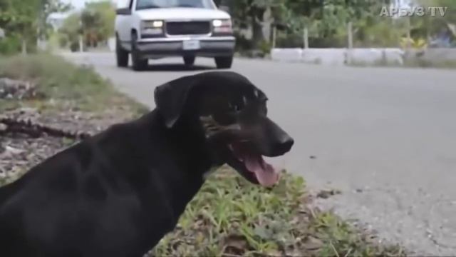 НЕВЕРОЯТНЫЕ СПАСЕНИЯ СОБАК смотреть онлайн