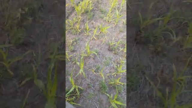 Культивация кукурузы мтз80 смотреть онлайн
