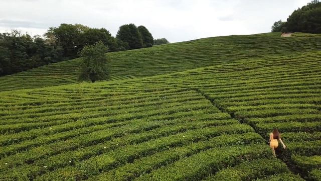 Чайная плантация Сочи Мацеста смотреть онлайн