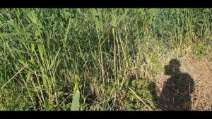 Борьба с камышом на участке.Грейдер помоги.