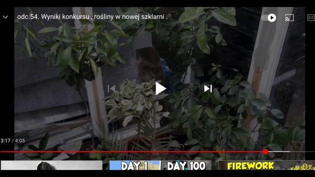 Jak wygrać rośliny w konkursie ? A no tak :D CytrusTV. Opuncja, Czeremoje, Kawa, Bananowiec, Daktyl смотреть онлайн