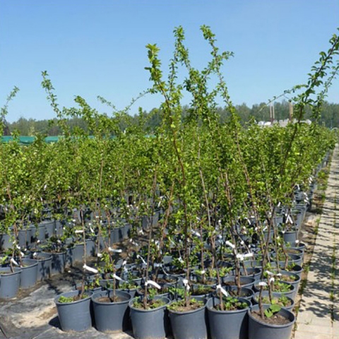 Как получить сразу много саженцев растений #garden #seedling #crop production смотреть онлайн