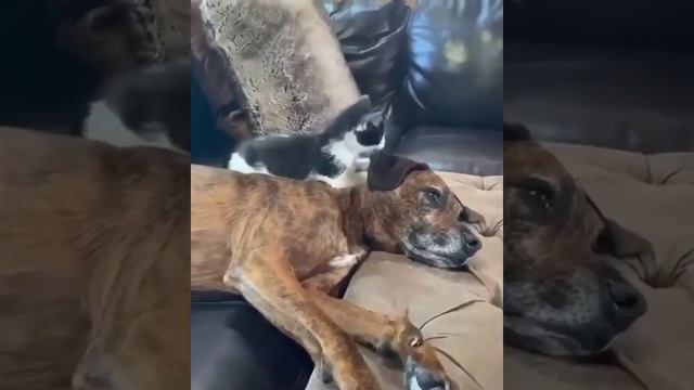 Китти дарит собаке немного любви.mp4 смотреть онлайн