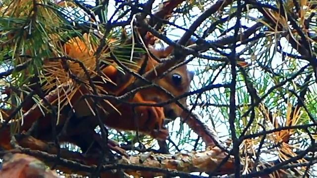 Футаж Белочка Грызет Шишки. Видео с Белками. Футажи для видеомонтажа. Видеофутажи смотреть онлайн