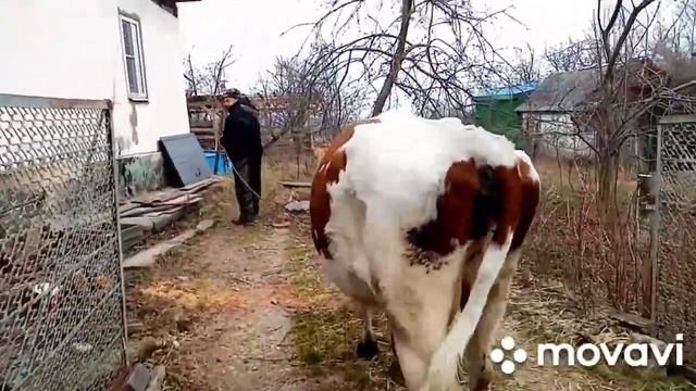 Купили ещё одну корову смотреть онлайн