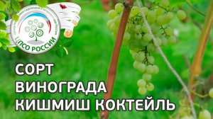 Сорт винограда Кишмиш Коктейль.  Описание сорта винограда Кишмиш Коктейль.