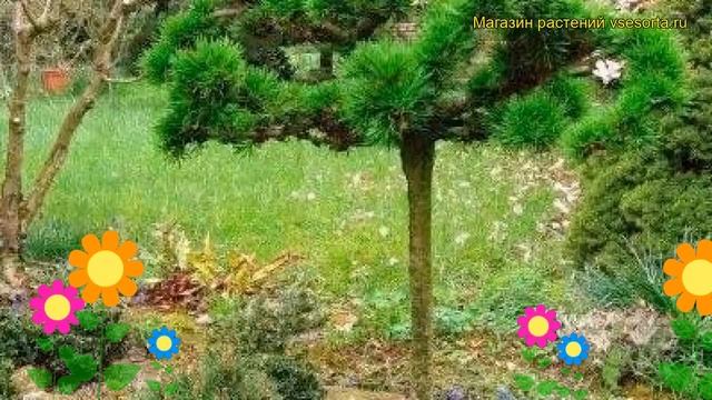 Лиственница европейская Крейчи. Краткий обзор, описание характеристик larix decidua Krecji смотреть онлайн