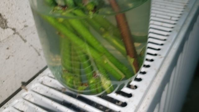 Способы укоренения черенков ежевики. смотреть онлайн