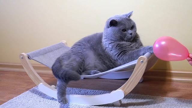 Прикольные моменты британского кота /Funny moments of a british cat смотреть онлайн